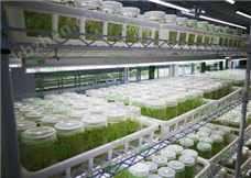 RoboCut自動化切苗組培機器人工作站