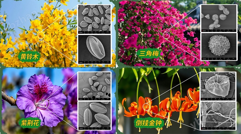 高精度掃描電鏡