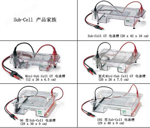 Bio-Rad伯乐 Sub-cell水平电泳系统