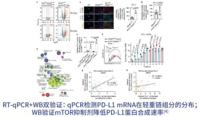 polysome profiling（多聚核糖体图谱分析）——解析翻译调控机制的金标准