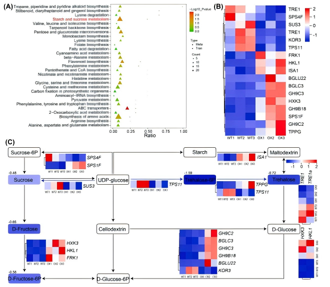 圖五.png Ind Crop Prod(IF=6.2)|DAP-seq助力揭示ERF194調控楊樹葉片發育的機制