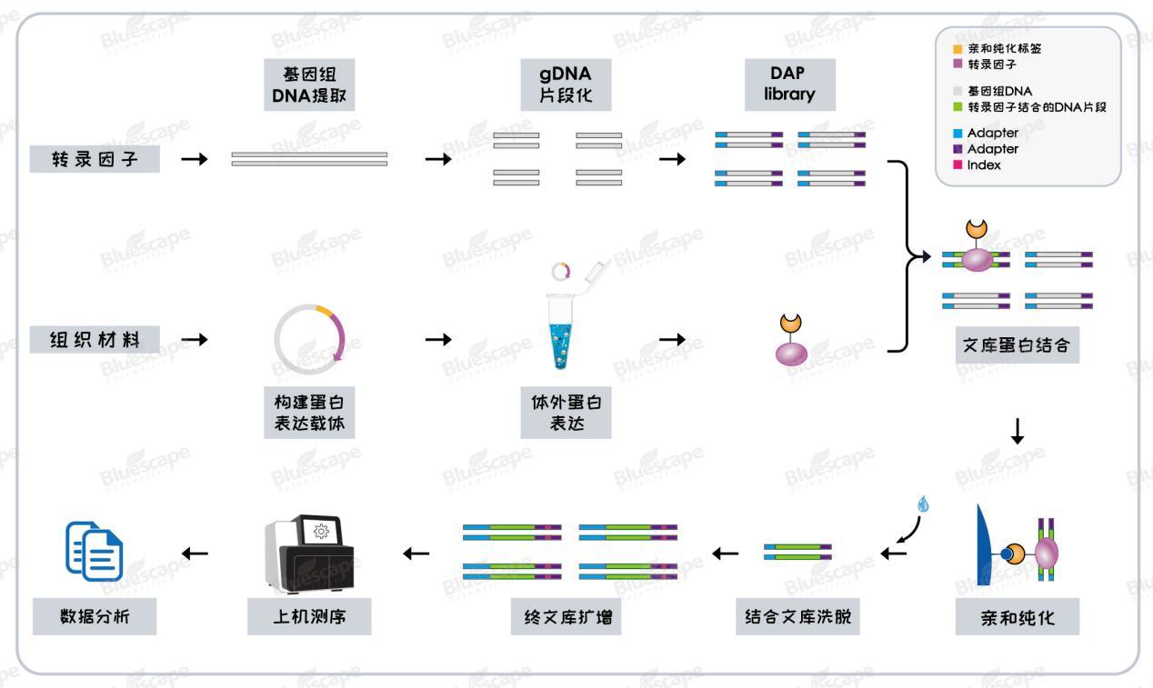(二).jpeg DAP-seq实用研究思路助力植物转录调控研究