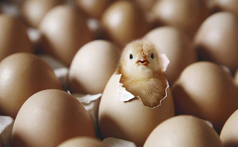 紅外熱像儀,這么高科技養出來的雞一定很好吃吧